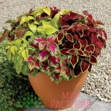 Колеус Волшебник смесь сортов