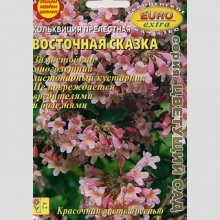 Кольквиция Восточная сказка (прелестная)