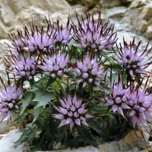 Кольник Когти дьявола (шейхцера)