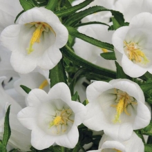 Колокольчик Campana White F1 срезочный (большой пакет)