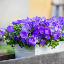 Колокольчик Clips Blue F1 горшечный (большой пакет)