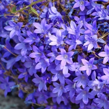 Колокольчик Мудрые Часы портеншлага