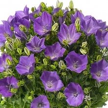 Колокольчик Рапидо Блу F1