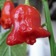 Перец Пикантный колокольчик F1