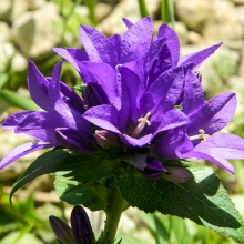 Колокольчик Галактика