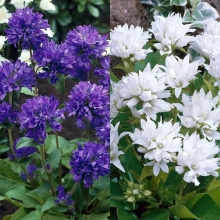 Колокольчик Смесь окрасок (скученный)