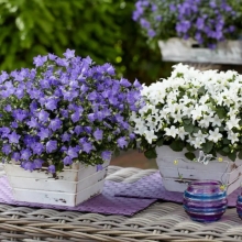 Колокольчик Жених и Невеста (карпатский комнатный)