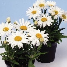 Ромашка Мадонна (нивяник)