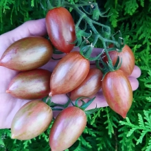 Томат Конфеты Сладкая сосулька