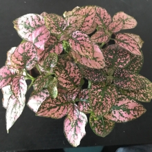 Гипоестес Конфетти Розовый