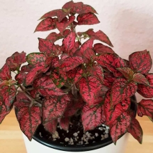 Гипоестес Конфетти Красное вино