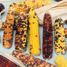 Кукуруза Конфетти