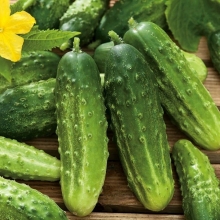 Огурец Конкурент