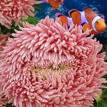 Астра Хризантелла Коралл