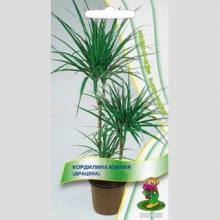 Кордилина южная (драцена)