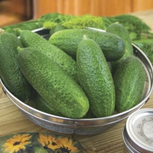 Огурец Корентин F1