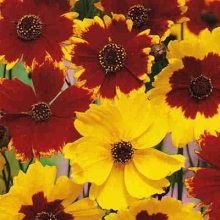 Кореопсис Меценат смесь