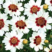 Кореопсис Невероятный! водоворот