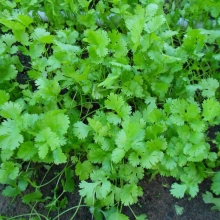 Кориандр Сацебели