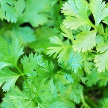 Кориандр Янтарь