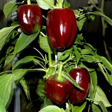 Перец Коричневый куб