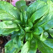 Салат Сирилла (полевой)