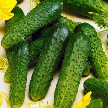 Огурец Король грядки F1