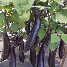 Баклажан Король Севера F1 (Cеверные Овощи)
