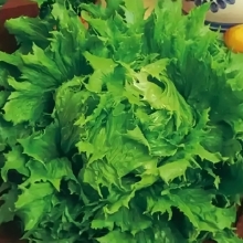 Салат Королева Льда (айсберг)®