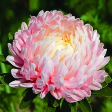 Астра Королева сада Розовая