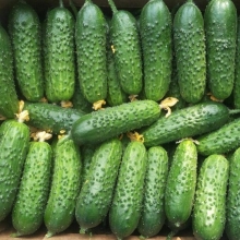 Огурец Северная корона F1