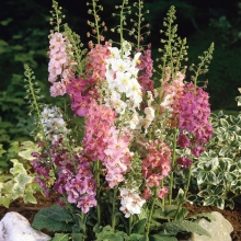 Коровяк Голиаф (вербаскум)