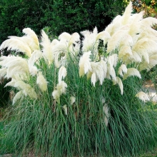 Кортадерия Белая лебедь