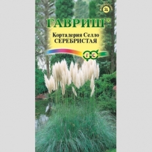 Кортадерия Серебристая (Пампасная трава)