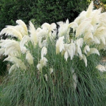 Пампасная трава Белый Шлейф