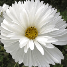 Космея Белый Танец дваждыперистая