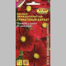 Космея Гранатовый бархат (дваждыперистая)