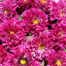 Космея Клюквенный мусс