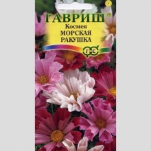 Космея Морская ракушка