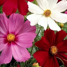 Космея Разноцветные огни