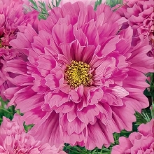 Космея Розовая долина