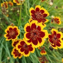 Космидиум Брюнет