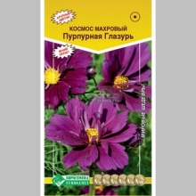 Космос Пурпурная Глазурь махровый