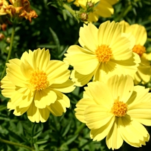 Космос Желтый Ковер махровый