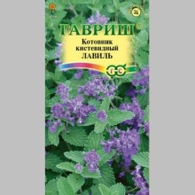 Котовник Лавиль кистевидный