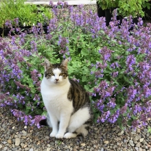 Котовник Кошачий бархат (кошачья мята)