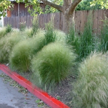 Ковыль Волосы ангела тончайший