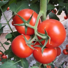 Томат Красная Гвардия F1 (большой пакет)