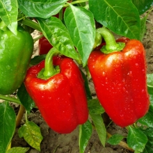 Перец Пламя красный (большой пакет)