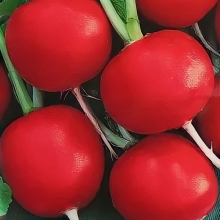 Редис Красный гигант